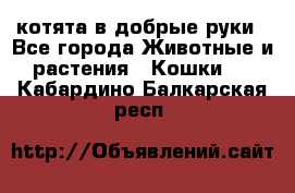котята в добрые руки - Все города Животные и растения » Кошки   . Кабардино-Балкарская респ.